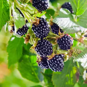 Babiana Growing Guide Blackberry 16 - Garden Express Australia