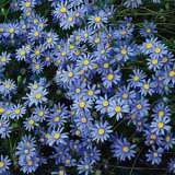 Blue Marguerite 2014 01 - Garden Express Australia