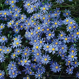 Babiana Growing Guide Blue Marguerite 2014 01 - Garden Express Australia