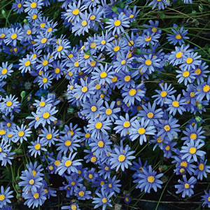 Blue Marguerite 2014 01 - Garden Express Australia