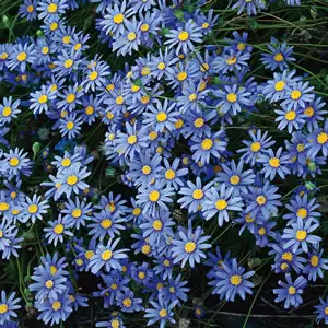 Starter Pack – Blue Marguerite