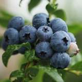 Blueberry Northland 141 - Garden Express Australia
