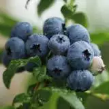 Blueberry Northland 141 - Garden Express Australia