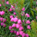 Boronia Heteropylla Pink - Garden Express Australia