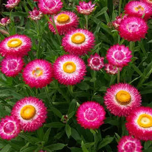 Strawflower Growing Guide Bracteantha Wallaby Cherry 16 - Garden Express Australia