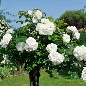 Rose Growing Guide Brindabella Bouquet16 - Garden Express Australia
