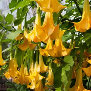 Brugmansia Growing Guide Brugmansia Burnt Orange - Garden Express Australia