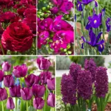 Bubbles Of Burgundy Collection 2026 Colburcol - Garden Express Australia