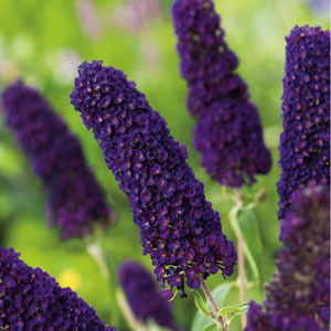 Buddleja Growing Guide Buddleja Davidii Black Knight14 - Garden Express Australia