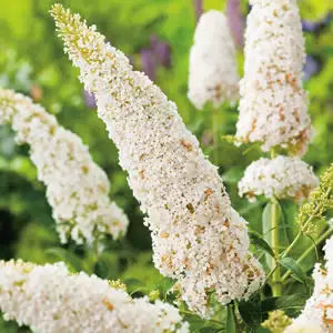 Buddleja Growing Guide Buddleja White Profusion - Garden Express Australia
