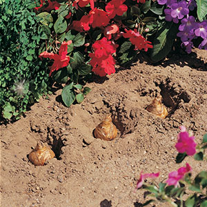 Gardeners Advantage Bulb Planter