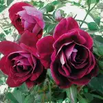 Pear Manchurian Burgundy Iceberg 06 - Garden Express Australia