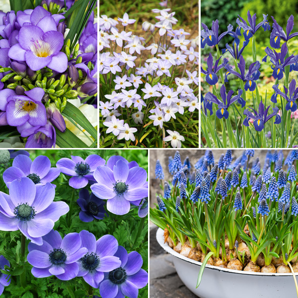 Burst Of Blue Collection