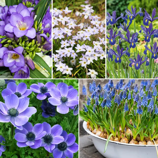 Burst Of Blue Collection