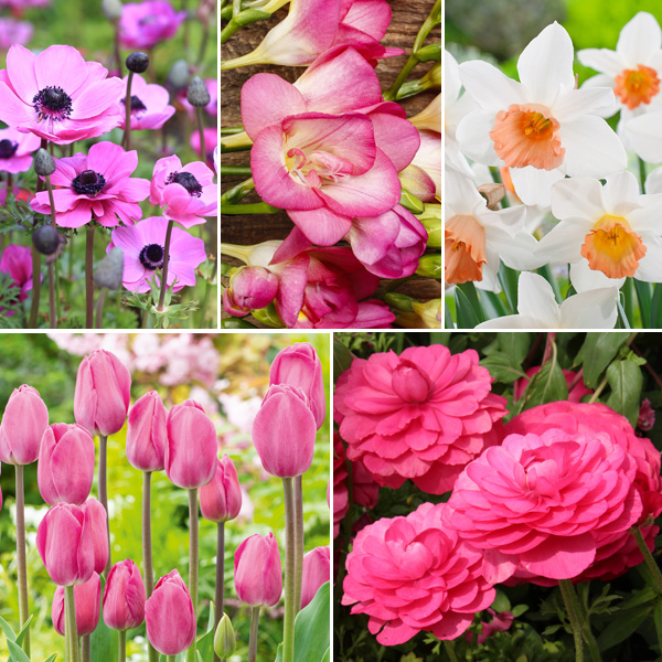 Preciously Pink Collection