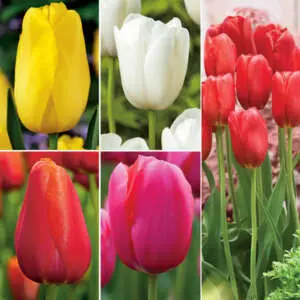 Choosing Between Common Types Of Tulips Coltulslc Tulip Single Late Collection 2021 - Garden Express Australia