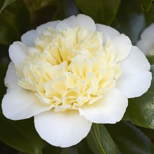 Camellia Brushfield Yellow 14 - Garden Express Australia