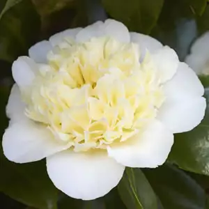 Camellia Brushfields Yellow Camellia Brushfields Yellow