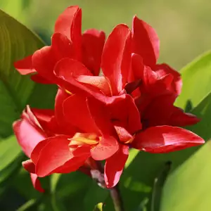 Top 10 Bulbs To Plant In Spring Canna Tropical Ruby St 247632019 15 - Garden Express Australia