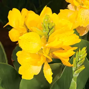 Canna Tropical Sunshine 14142359pa 15 - Garden Express Australia