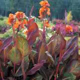 Canna Lily Tropicanna 5pk (pbr) Canna Lily Tropicanna 5pk (pbr)
