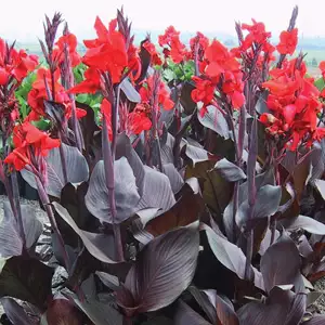 Top 10 Bulbs To Plant In Spring Canna Tropicanna Black 15 - Garden Express Australia