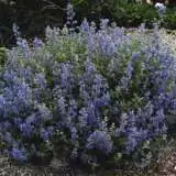 Catmint Bush 01 - Garden Express Australia