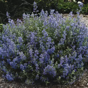 Catmint Six Hills Giant