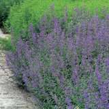 Catmint Walkers Blue