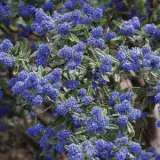 Ceanothus Pacific Blue Lpoceapbl - Garden Express Australia
