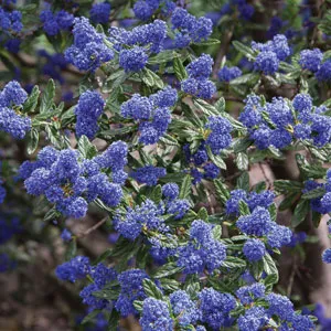 Ceanothus Pacific Blue Ceanothus Pacific Blue