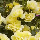 Charmwell Golden Iceberg 12 - Garden Express Australia