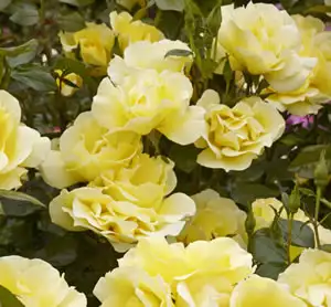 Thornless Rose Smooth Golden Iceberg