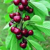 Cherry Stella - Garden Express Australia