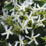 Chinese Star Jasmine 2012 - Garden Express Australia