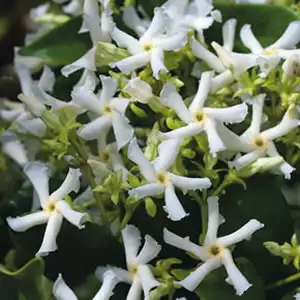 Chinese Star Jasmine