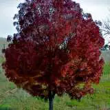 Claret Ash 16 - Garden Express Australia