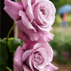 Growing Climbing Roses Climbing Blue Moon Courtesyt Kiya Flickr1 - Garden Express Australia