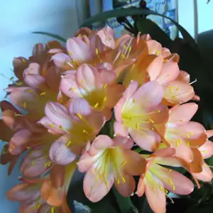 Amorphophallus Konjac Growing Guide Clivia Peach 141 - Garden Express Australia