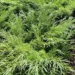 Small Ornamental Trees Conifer Sabina 14 - Garden Express Australia