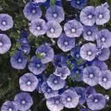 Convolvulus Blue 2012 - Garden Express Australia