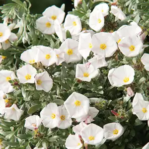 Convolvulus White/silver Bush Convolvulus White/silver Bush