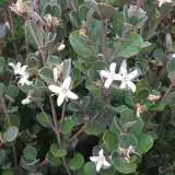 Correa Alba 2017 Lpocoralb - Garden Express Australia