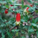 Correa Tucker Time Dinner Bells 13 - Garden Express Australia