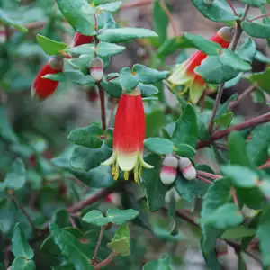 Correa Growing Guide Correa Tucker Time Dinner Bells 13 - Garden Express Australia