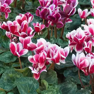 Cyclamen Growing Guide Cyclamen Pink Splash - Garden Express Australia