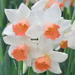 Daffodil Thalia Daffodil Accent - Garden Express Australia