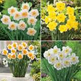 Daffodil Butterfly Collection 2024 Coldafbco - Garden Express Australia