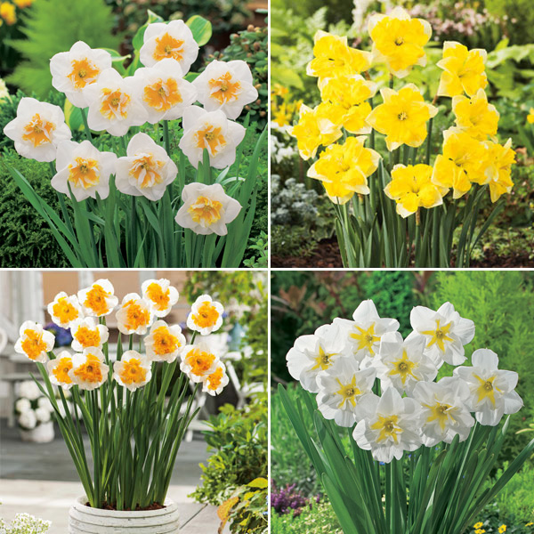 Daffodil Butterfly Collection