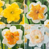 Daffodil Butterfly Collection 2026 Coldafbco - Garden Express Australia